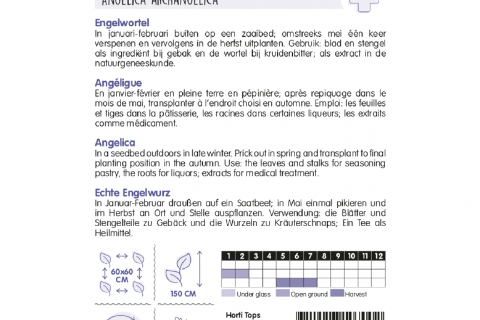 Engelwortel