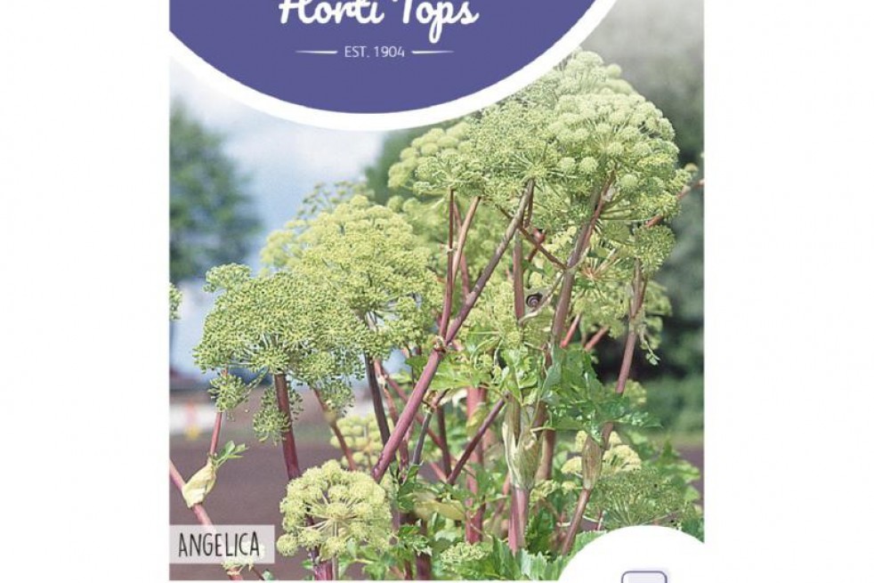 Engelwortel Engelwortel