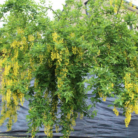 Goudenregen - Laburnum anagyroides