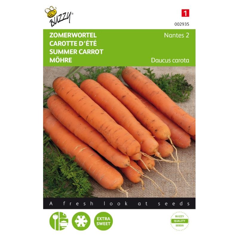 Summer carrot Nantes