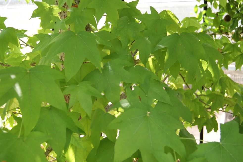 Copalme d'Amérique
