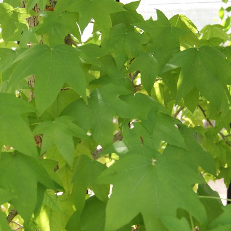 Amberboom