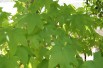 American Sweetgum