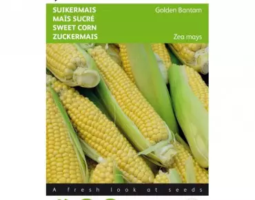 Maïs sucré Golden Bantam