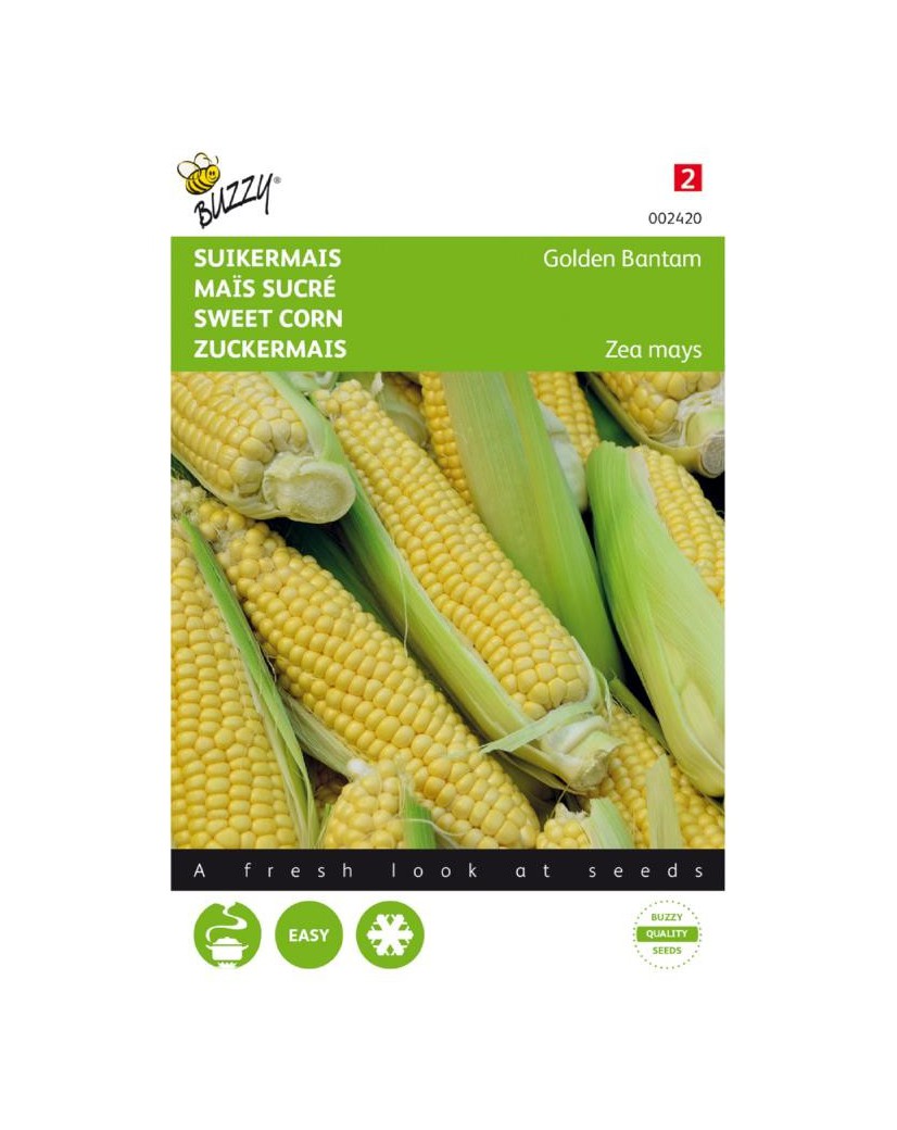 Semi Di Mais Dolce 'Golden Bantam' Biologico - 50 Semi Antichi Per Orto - Foto 10
