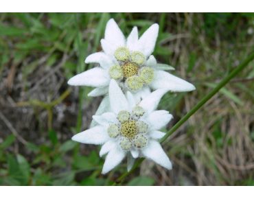 Snow flower