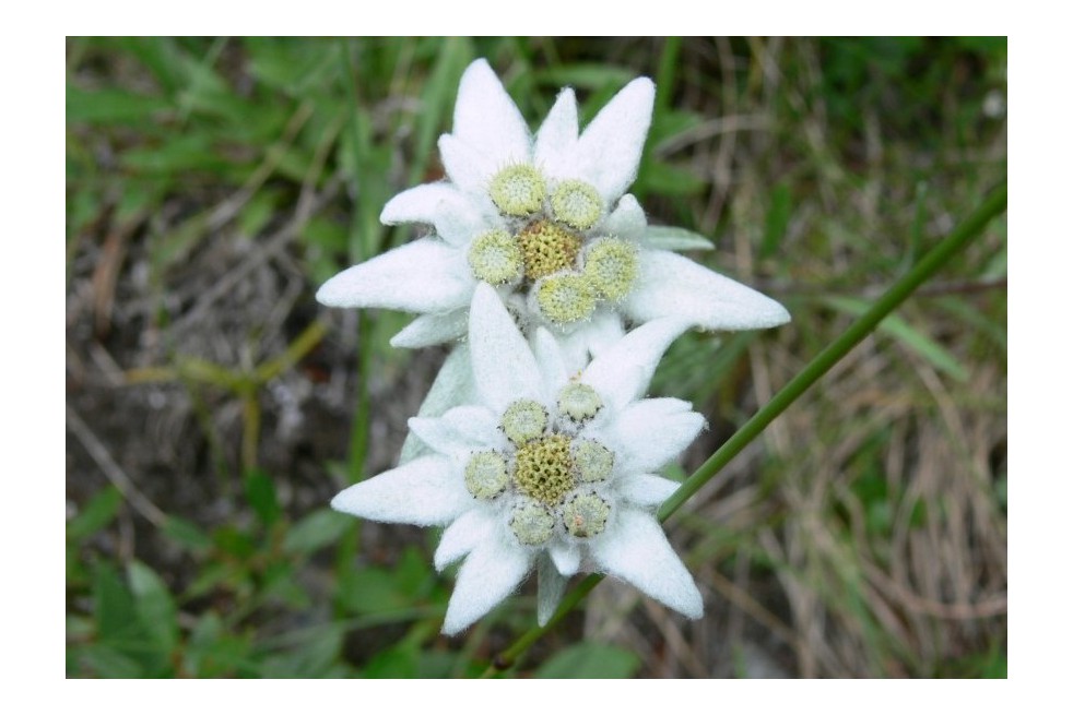 Zichzelf droog geluk Alpen-edelweiss - Leontopodium alpinum