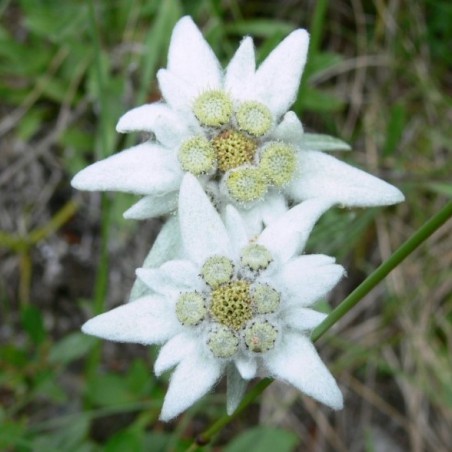 Alpen Edelweiß