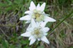 Edelweiss