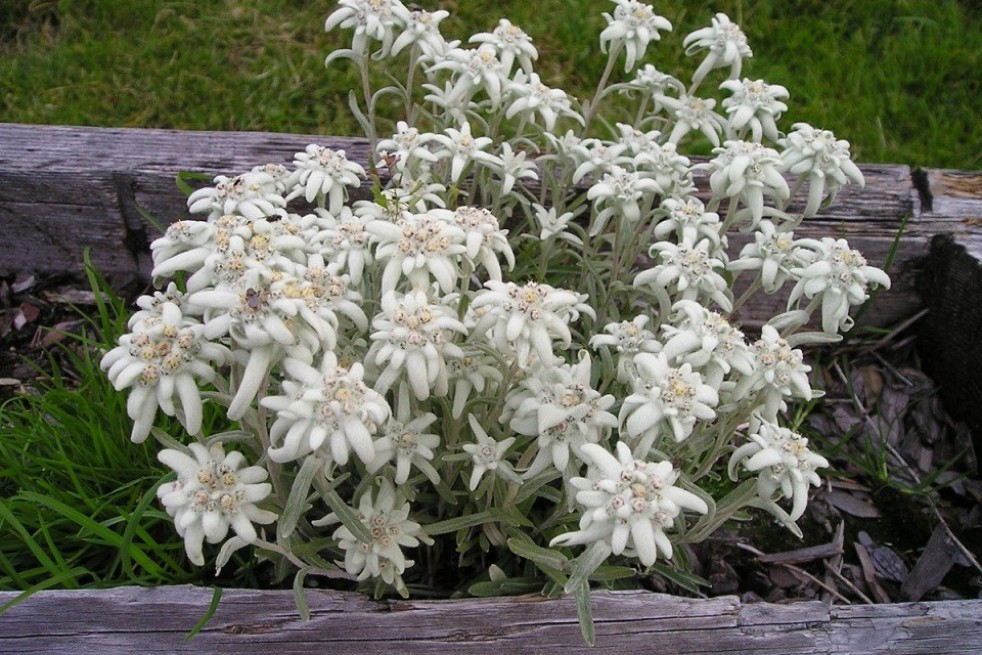 Edelweiss des Alpes - Leontopodium alpinum