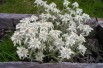 Alpen-edelweiss