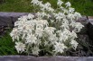 Snow flower