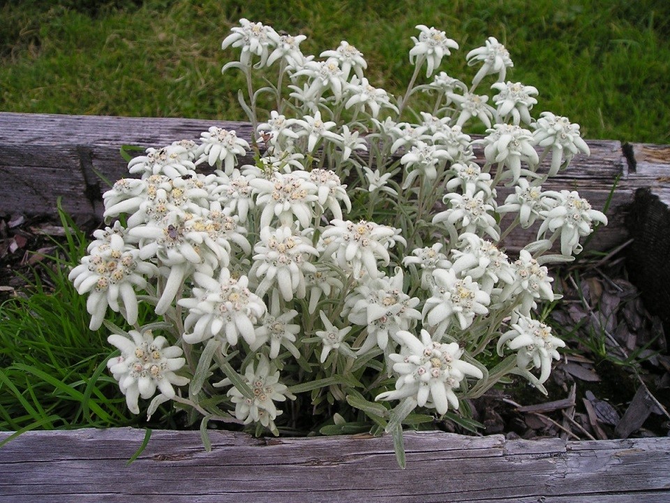 Edelweiss des Alpes