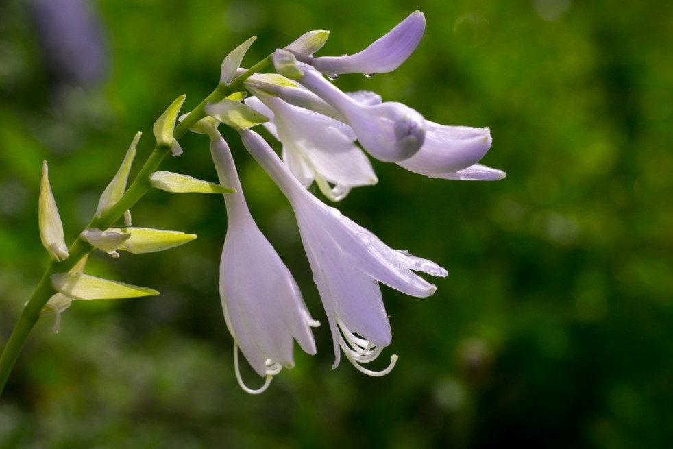 Hosta Paul's Glory