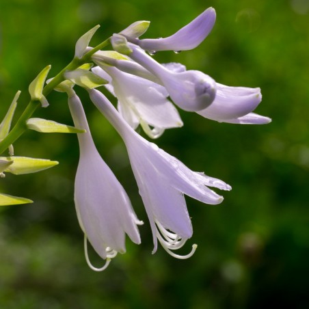 Hosta Paul's Glory