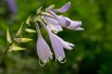 Hosta Paul's Glory