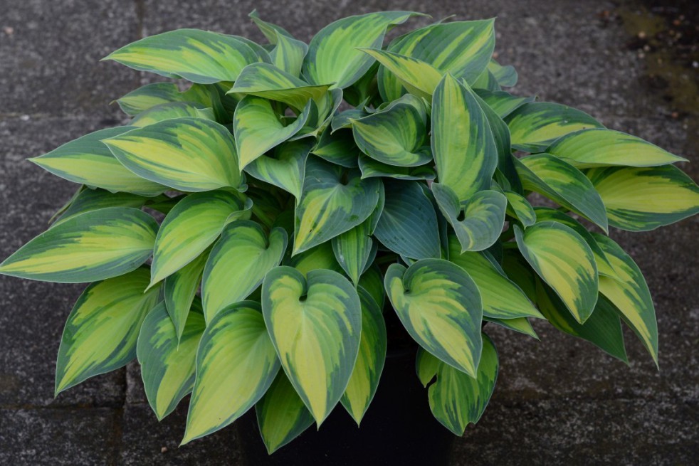 Hosta Paul's Glory Hosta Paul's Glory