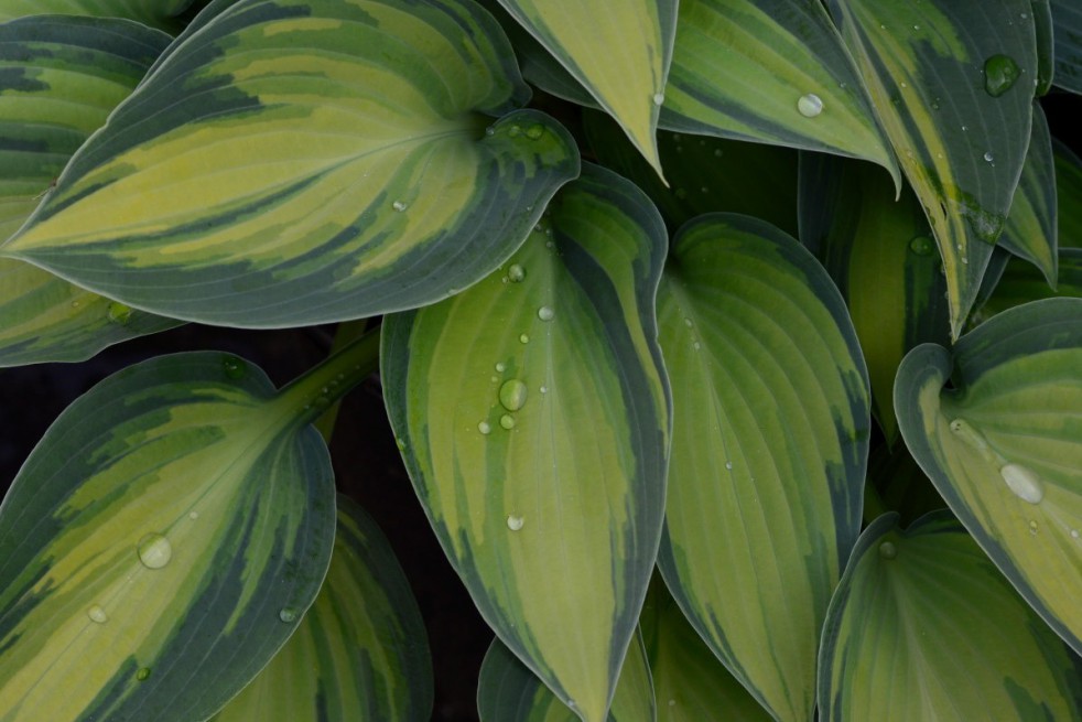 Hosta Paul's Glory Hosta Paul's Glory