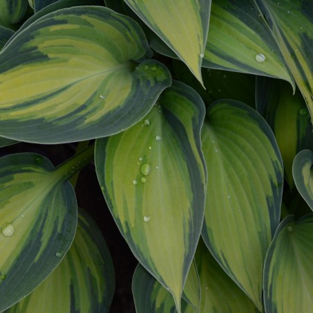 Hosta Paul's Glory