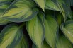 Hosta Paul's Glory