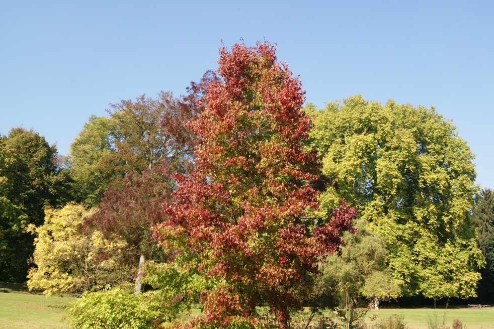 Copalme d'Amérique