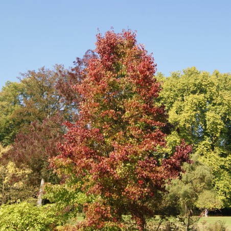 Copalme d'Amérique