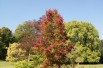 American Sweetgum