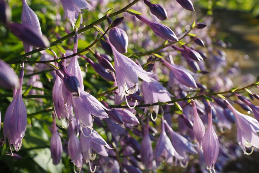 Hosta Regal Splendor