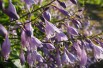 Hosta Regal Splendor