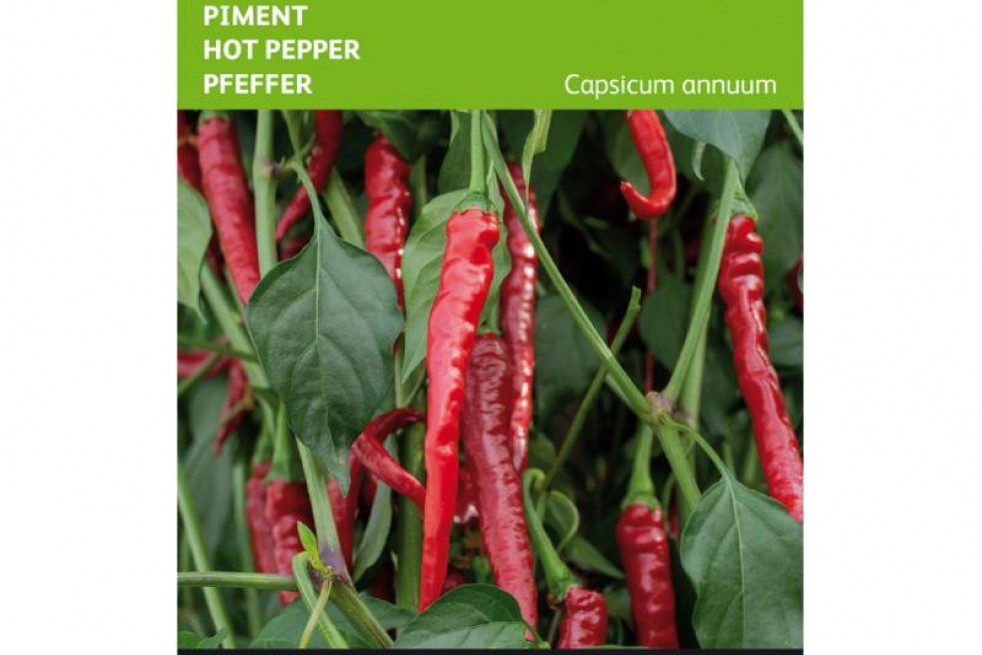 Jardin dans le sac - piment de cayenne - 20 graines - capsicum annum