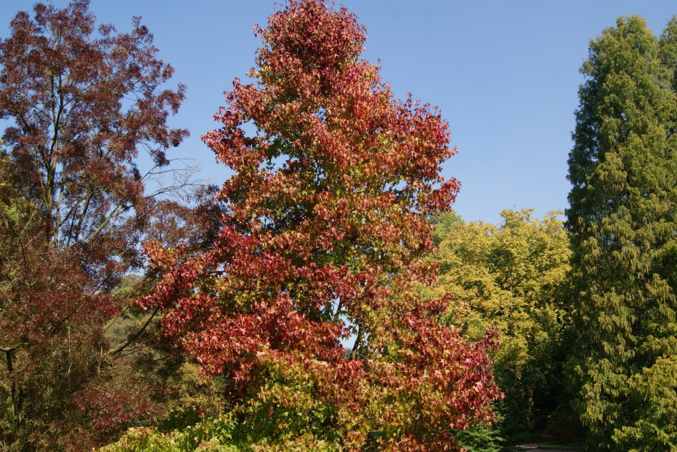 Amberboom