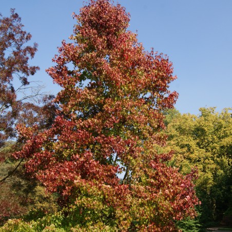 Amerikanische Amberbaum Liquidambar styraciflua
