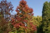 Amberboom