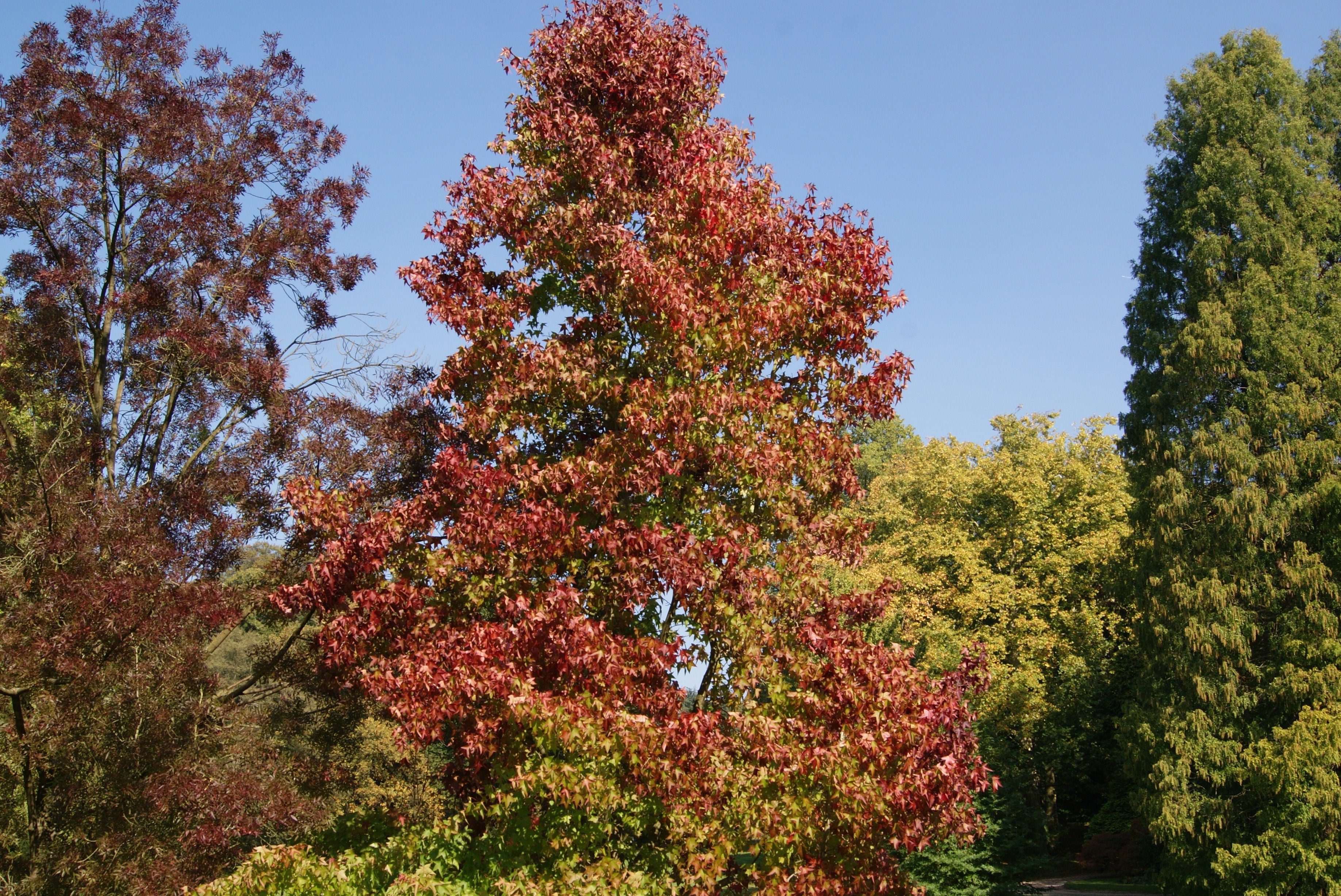 American Sweetgum