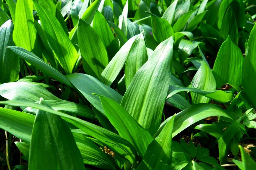 Ail des ours Ail des ours