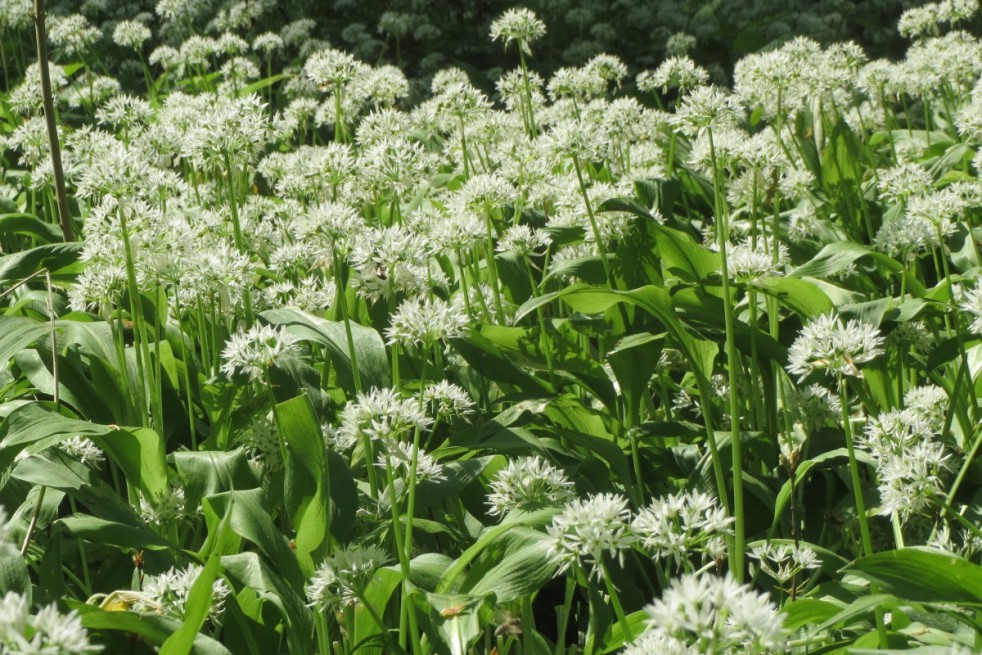 Bear's garlic-Photo: Dominicus Johannes Bergsma-licence : https://creativecommons.org/licenses/by-sa/3.0/legalcode.fr