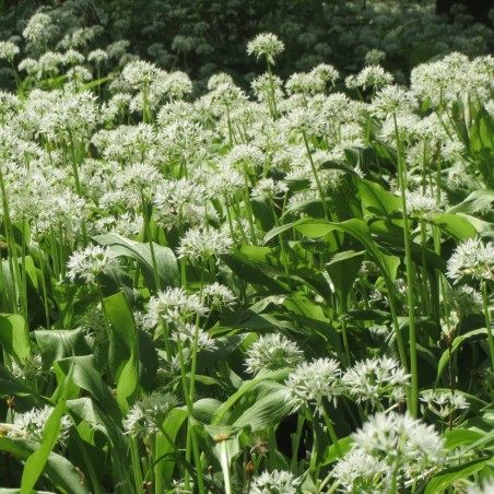 Bear's garlic-Photo: Dominicus Johannes Bergsma-licence : https://creativecommons.org/licenses/by-sa/3.0/legalcode.fr