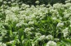 Bear's garlic-Photo: Dominicus Johannes Bergsma-licence : https://creativecommons.org/licenses/by-sa/3.0/legalcode.fr