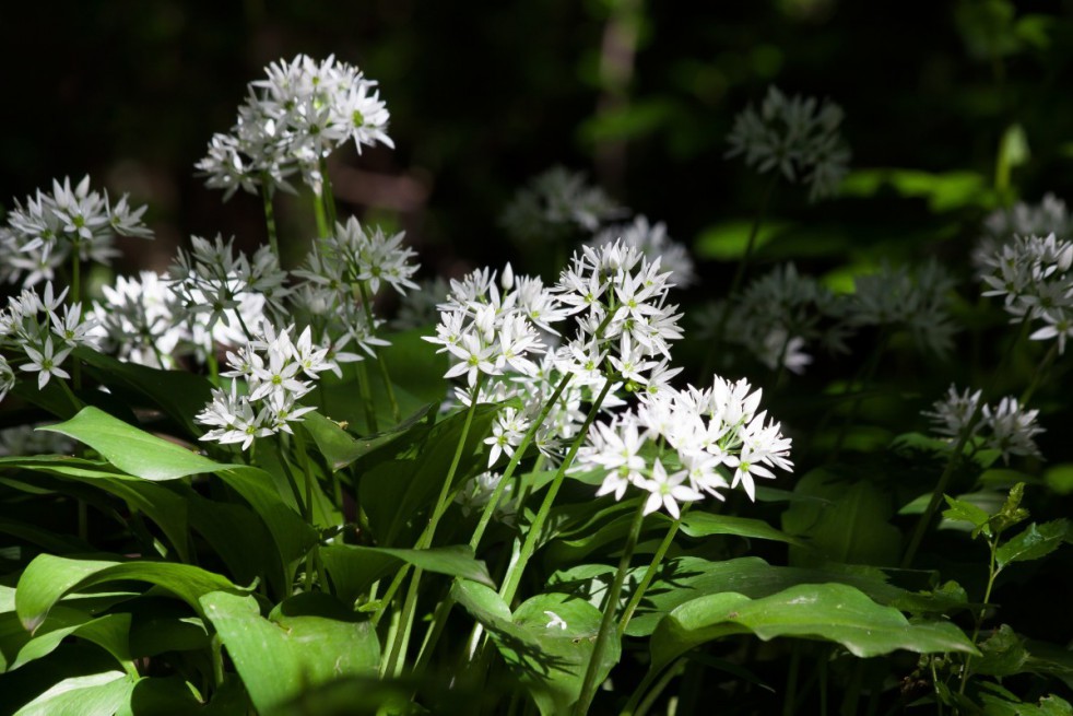 Bear's garlic-Photo: Dominicus Johannes Bergsma-licence : https://creativecommons.org/licenses/by-sa/3.0/legalcode.fr