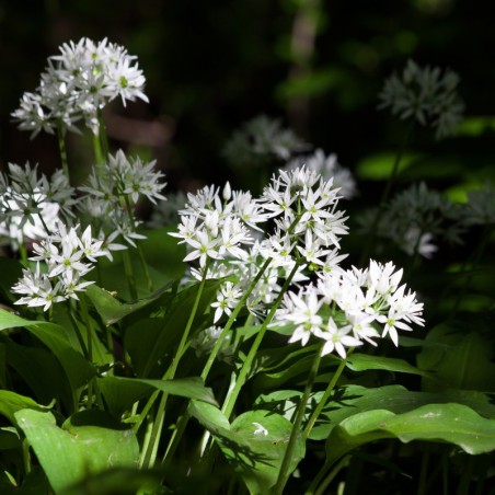 Bear's garlic-Photo: Dominicus Johannes Bergsma-licence : https://creativecommons.org/licenses/by-sa/3.0/legalcode.fr