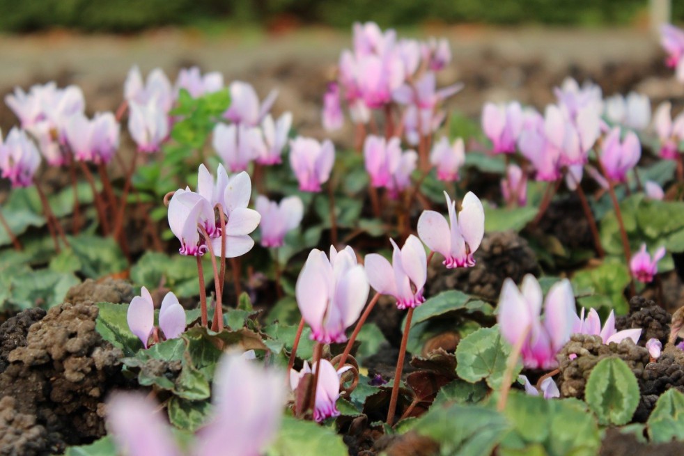 Ivy-leaved cyclamen