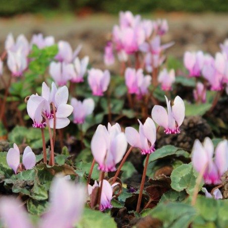 Ivy-leaved cyclamen