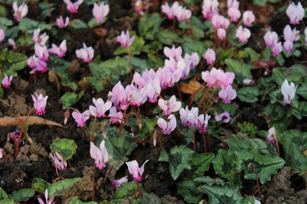 Ivy-leaved cyclamen