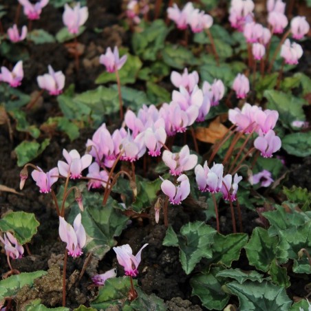 Ivy-leaved cyclamen