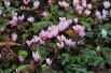 Ivy-leaved cyclamen