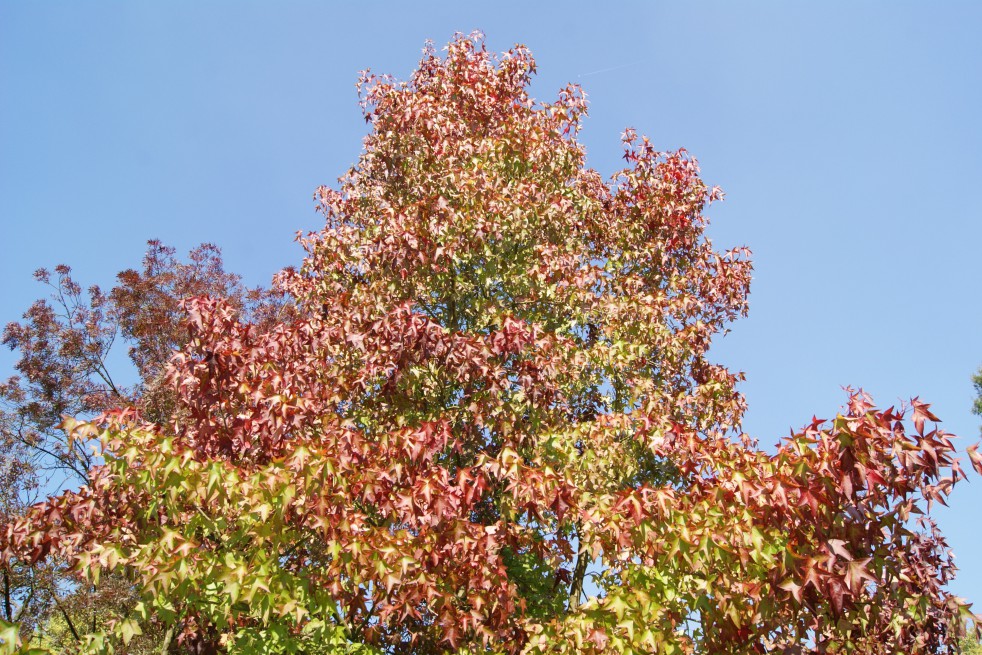American Sweetgum