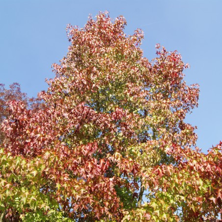 Copalme d'Amérique