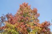 American Sweetgum