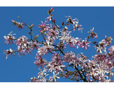 Magnolia Loebneri Leonard Messel