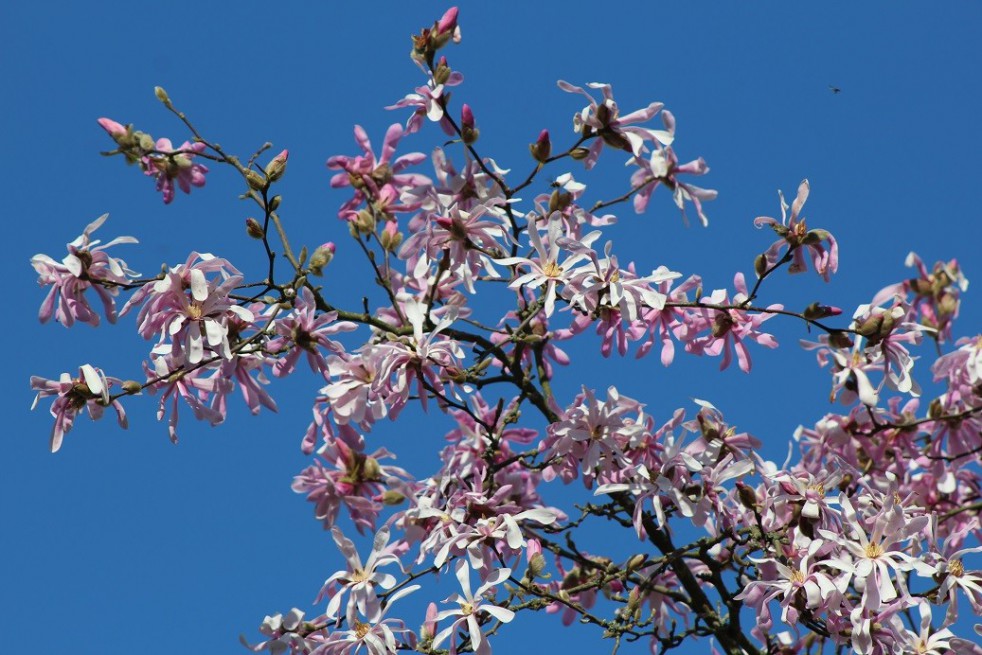 Magnolia Loebneri Leonard Messel